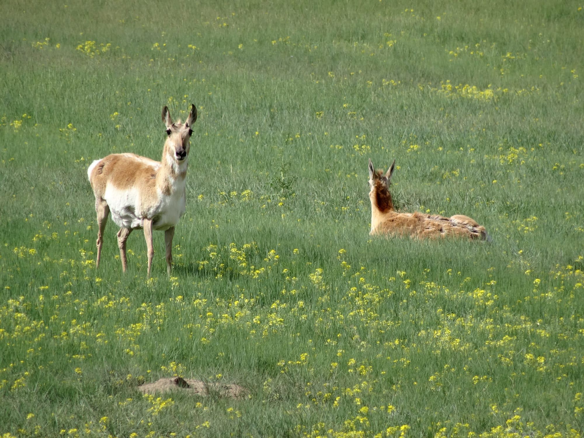 Two pronghorn in tall green grass dotted with yellow wildflowers, one standing and one lying down